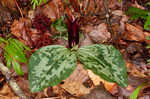 Decumbent trillium